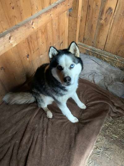 Reinrassige Hunde?-Beitrag-Bild