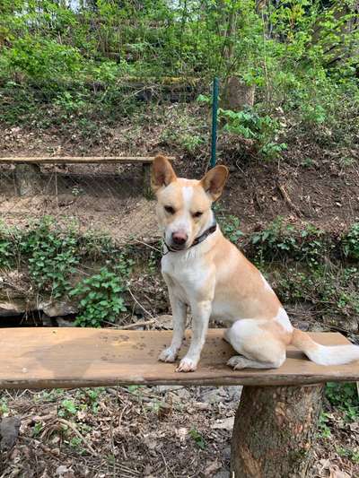 Mischlingshunde Foto Aufruf-Beitrag-Bild