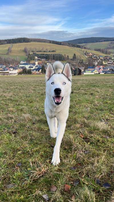 Westsibirische Laika ^~^-Beitrag-Bild