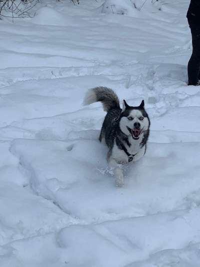 Zeige das lustigste Bild eures Hundis-Beitrag-Bild