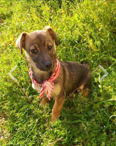 Wie kamst du zu deinem Hund?-Beitrag-Bild