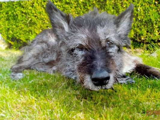 Hund aus dem Spanischen Tierschutz-Beitrag-Bild