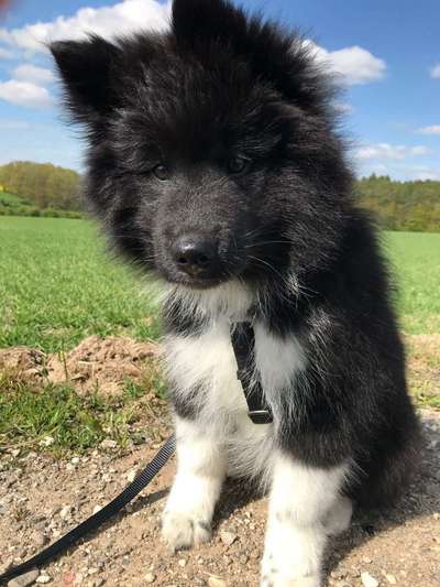 Welpen Bilder !-Beitrag-Bild