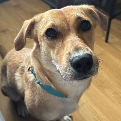 Hundetreffen-80995 Dogsitter stundenweise abends-Bild