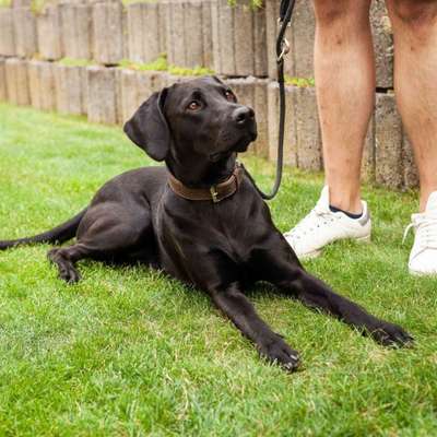 Hundetreffen-Social Walk Training-Bild