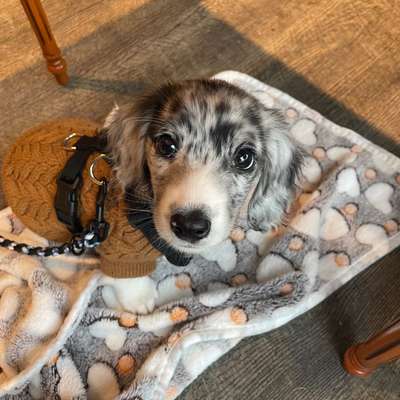 Hundetreffen-Spielkameraden und Besties für Gassirunden gesucht-Bild