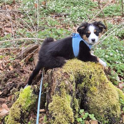 Hundetreffen-Spieltreff Welpen-Bild