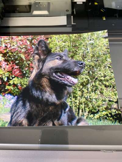 Alles rund um den Schäferhund, diskutieren erwünscht.-Beitrag-Bild