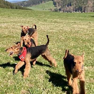 Airedale Terrier-Beitrag-Bild