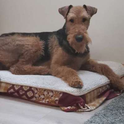 Airedale Terrier-Beitrag-Bild