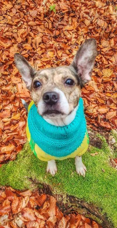 Die Dogorama Kalender Challenge Teil 1/4-Beitrag-Bild