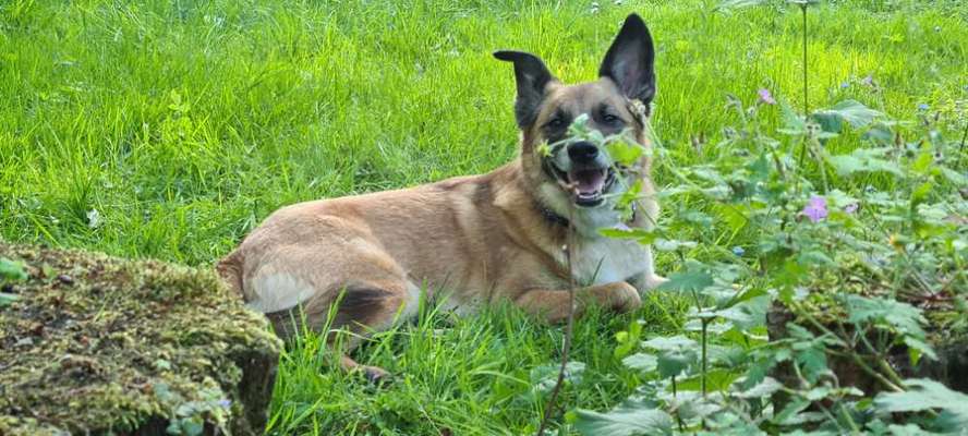 Die Dogorama Monats Challenge "Es grünt und blüht"-Beitrag-Bild