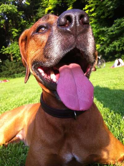 Fotochallenge Nr. 59 - Mein Hund zeigt die Zunge-Beitrag-Bild