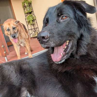 Hundetreffen-Gassi-Buddy gesucht!-Bild