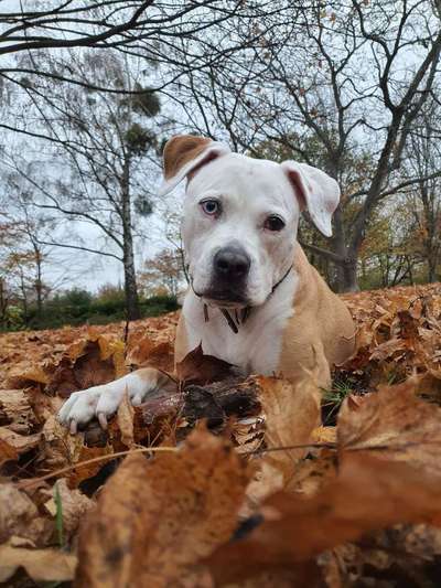 12. Farben Foto Challenge --- Braun-Beitrag-Bild