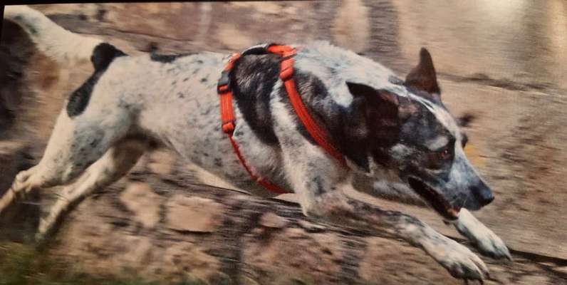 Fotochallenge 66 ~ Rennaction -Zeig deinen Hund im Lauf-Beitrag-Bild