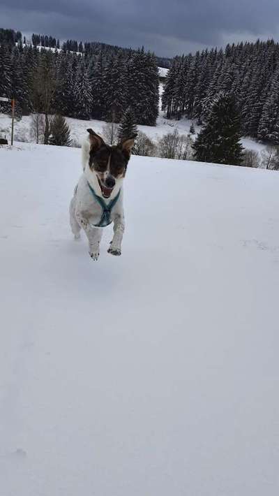 Fotochallenge 66 ~ Rennaction -Zeig deinen Hund im Lauf-Beitrag-Bild