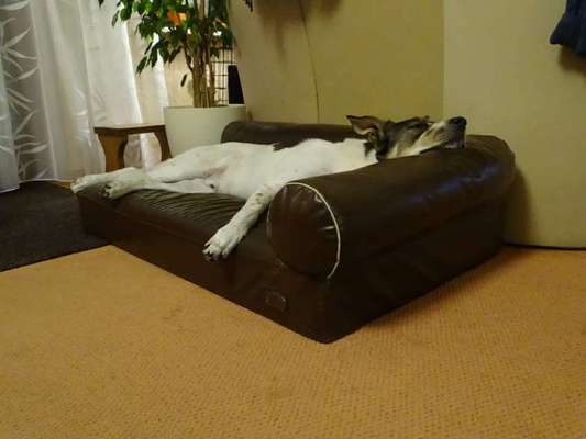 Hier ist der Spaßthread. Zum Schmunzeln und Kaputtlachen-Beitrag-Bild