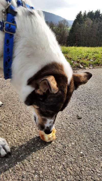 Fotochallenge Guten Appetit! Dein Hund beim futtern-Beitrag-Bild