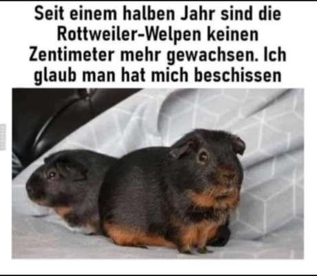 Hunde Memes-Beitrag-Bild