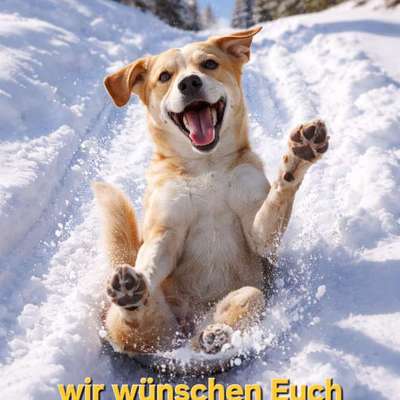 Der Hunde-Jahresrückblick 2025-Beitrag-Bild