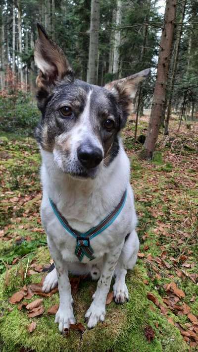 Mischlingshunde Foto Aufruf-Beitrag-Bild