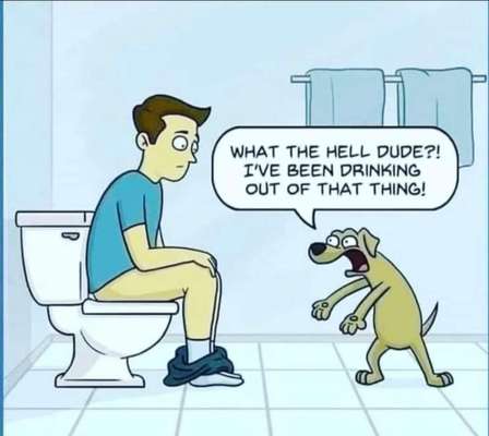 Hunde Memes-Beitrag-Bild