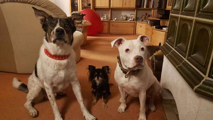 Schattenseiten der Hundehaltung-Beitrag-Bild