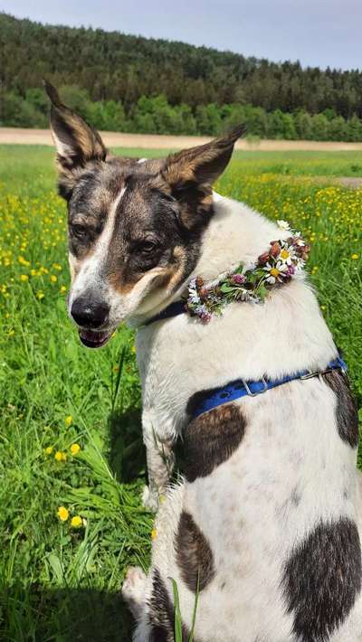 Fotochallange nr. 106
Der geschmückte Hund.-Beitrag-Bild