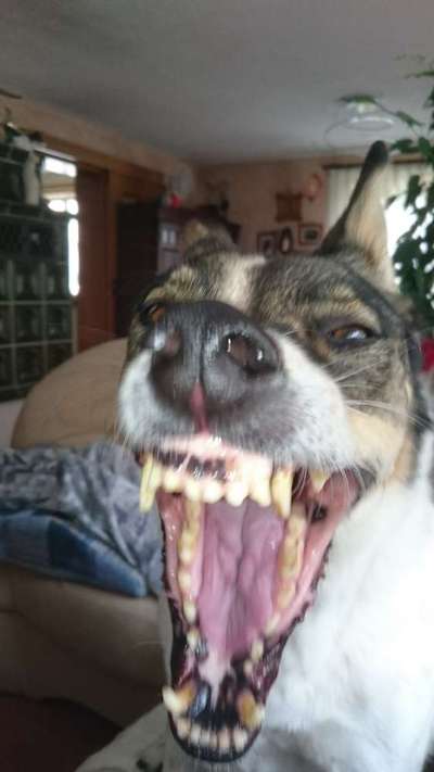 Hier ist der Spaßthread. Zum Schmunzeln und Kaputtlachen-Beitrag-Bild