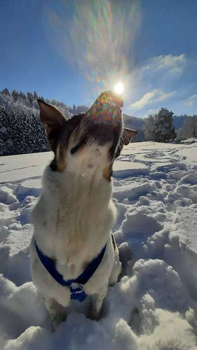 Fotochallenge 61 ~ Schnee-Beitrag-Bild