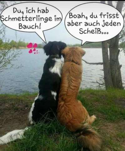 Hunde Memes-Beitrag-Bild