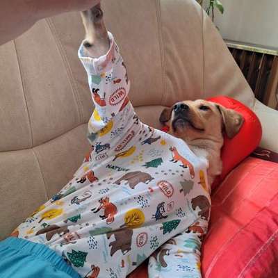 aktuelles Foto Gruppe Poesie für unsere Hunde