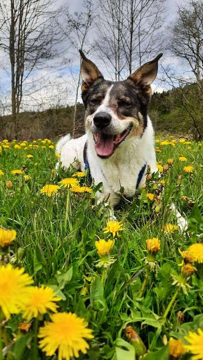 Dogorama Photo Challenge - Der Frühling kommt-Beitrag-Bild