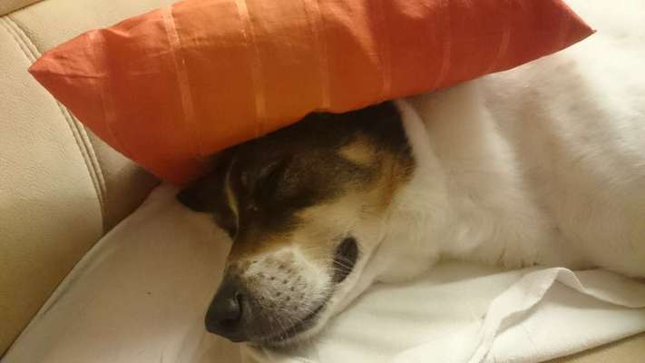 Hier ist der Spaßthread. Zum Schmunzeln und Kaputtlachen-Beitrag-Bild