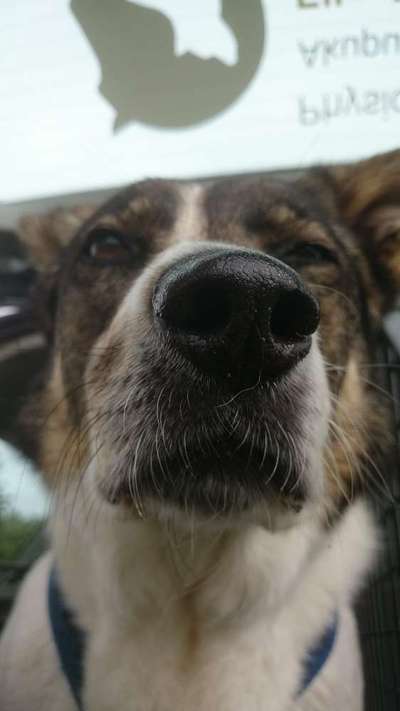 Zeigt eure verrücktesten Hundebilder-Beitrag-Bild