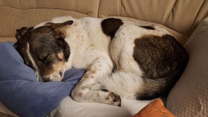 Auslandstierschutz-Beitrag-Bild