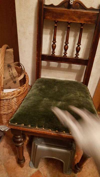 Zeigt eure verrücktesten Hundebilder-Beitrag-Bild