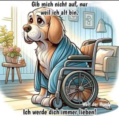 Berührende Hunde Bilder/Videos-Beitrag-Bild