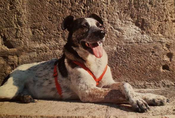 Auslandstierschutz-Beitrag-Bild