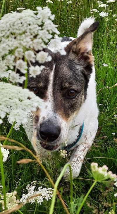 Die Dogorama Kalender Challenge Titelbild-Beitrag-Bild