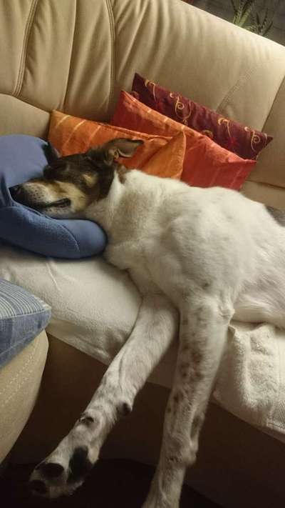 Hier ist der Spaßthread. Zum Schmunzeln und Kaputtlachen-Beitrag-Bild