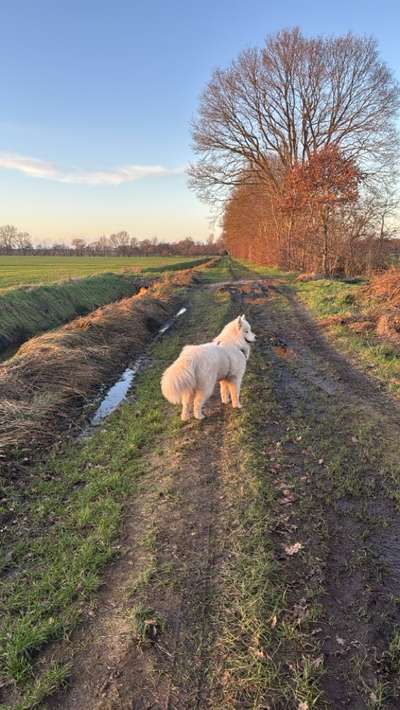 Hundetreffen-Treffen / Spielen / Gehen-Bild