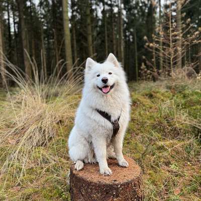 Hundetreffen-Gemeinsamer Spaziergang/Training/Spielen-Bild