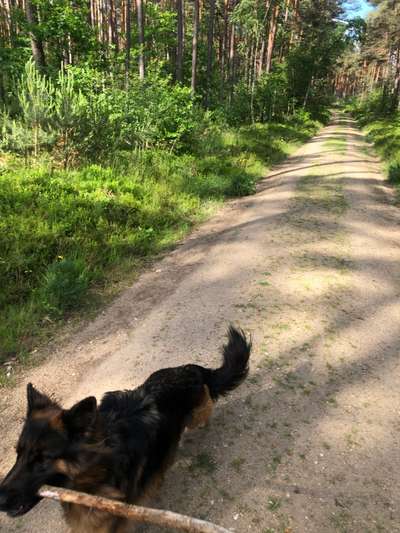 Hundetreffen-Stressfreie Hundebegegnungen üben-Bild