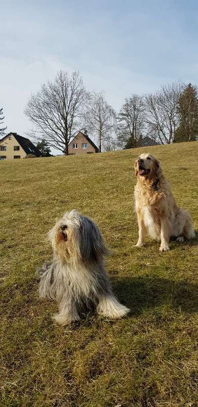 Hovawart-Beitrag-Bild