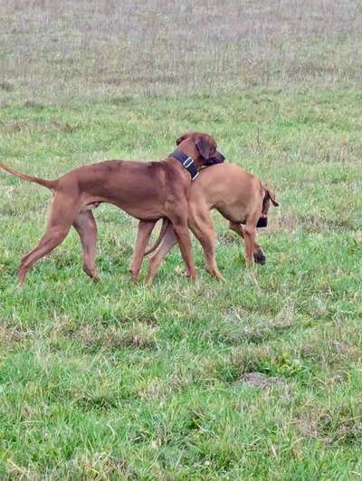 Hundetreffen-Rhodesian Ridgebacks Stralsund und Umgebung-Bild