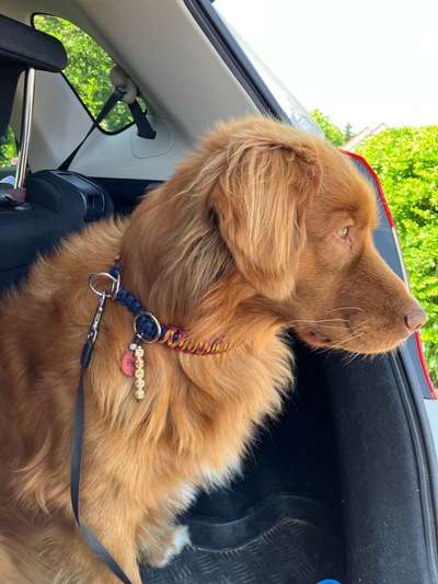 25. Farben Fotochallenge ,,Bernstein"-Beitrag-Bild