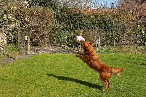 61. Handyfotochallenge - der springende Hund-Beitrag-Bild