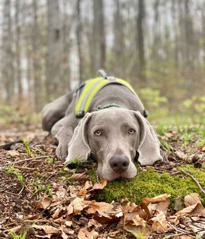 Weimaraner-Beitrag-Bild